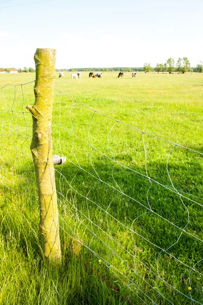 Elektrisk gjerde på engen. – stockfoto