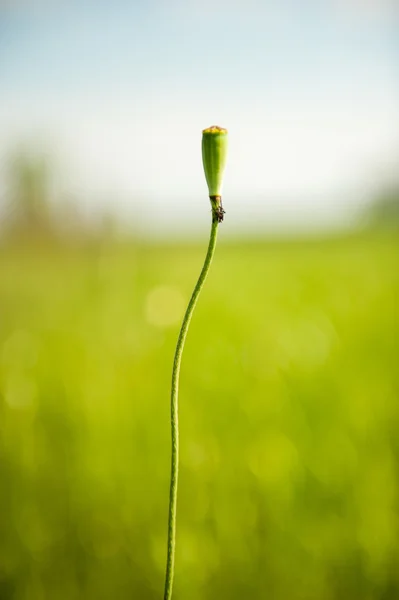 Baharda bir alanda büyüyen mısır — Stok fotoğraf