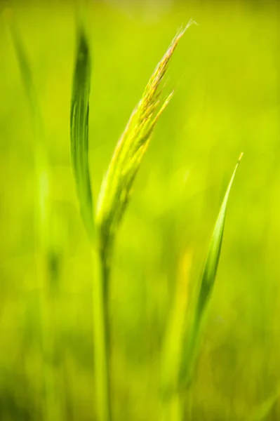 Rumput berbunga di padang rumput — Stok Foto