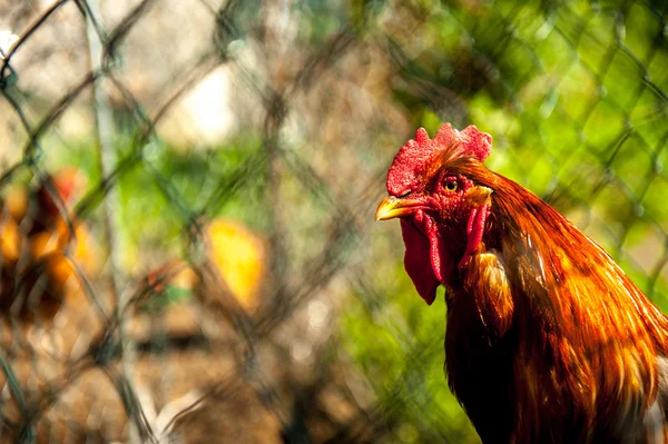 Free-range chickens — Stock Photo, Image