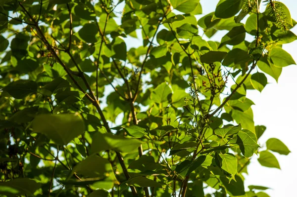 Young tree in spring — Stock Photo, Image