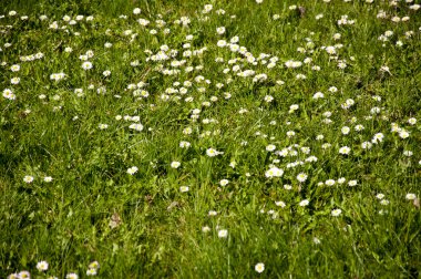 çiçek açan dandelions