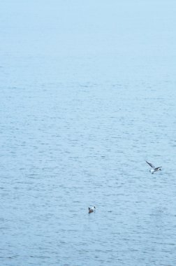 Martılar denizin üzerinde uçuyor.