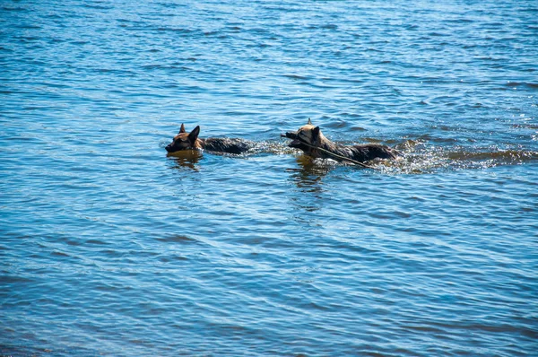 Cane che nuota nel lago — Foto Stock