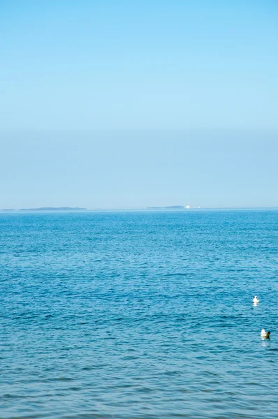 Γλάρος — Φωτογραφία Αρχείου