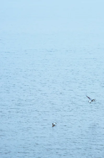 Gabbiani che sorvolano il mare — Foto Stock