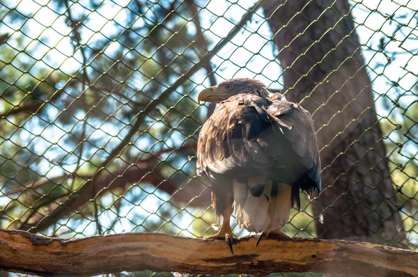 Eagle on a tree — Stock Photo, Image