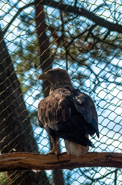 Águila en un árbol — Foto de Stock