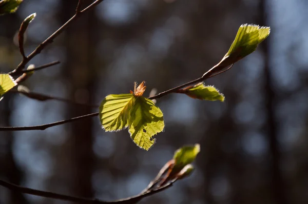 As folhas de árvore fecham — Fotografia de Stock