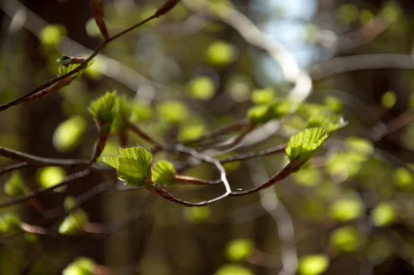 Foglie d'albero da vicino — Foto Stock