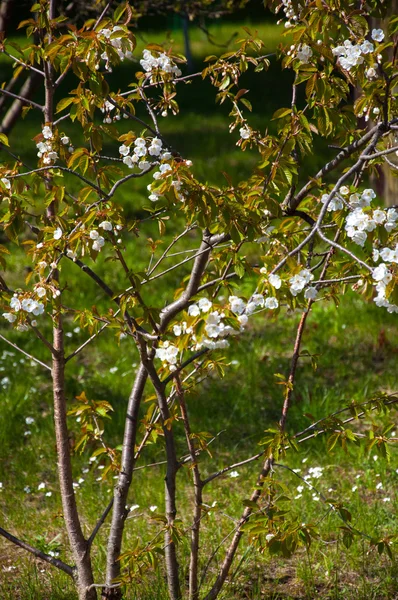 Percorso forestale — Foto Stock