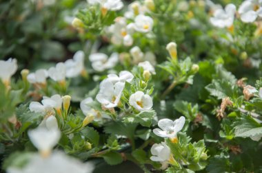 Çiçek açan elma ağacı