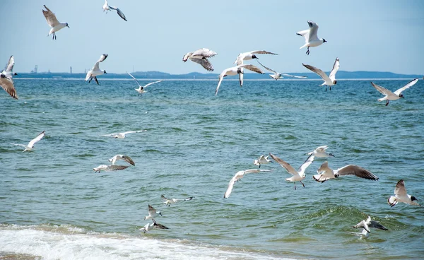 Gabbiani che sorvolano il mare — Foto Stock