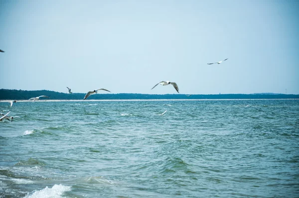 Gaivotas voando sobre o mar — Fotografia de Stock