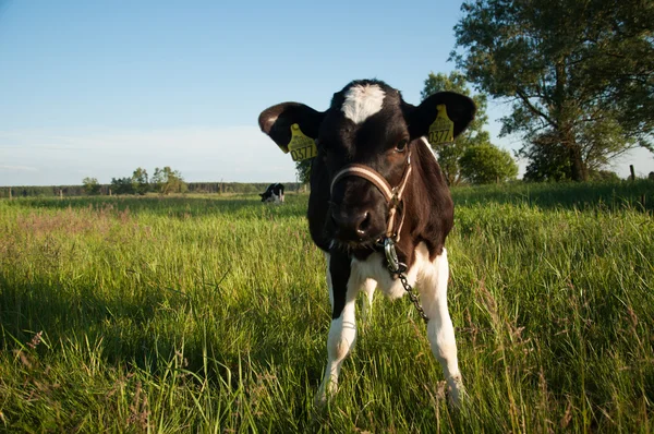 Veaux dans la course de prairie — Photo