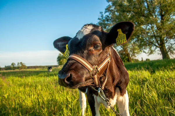 Calves in the meadow race — Stock Photo, Image