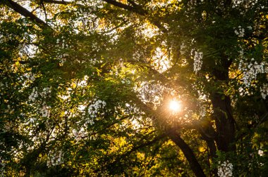 Haziran ayında çiçekli akasya ağacı