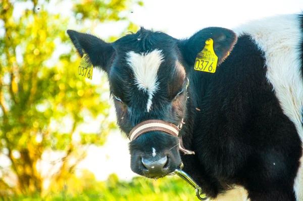 Veaux dans la course de prairie hf — Photo