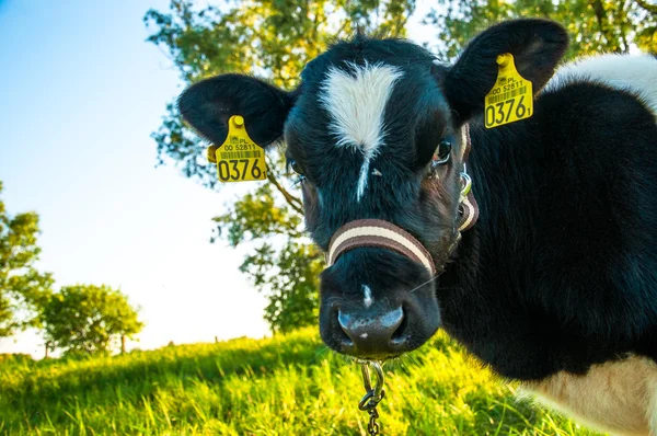 Calves in the meadow race hf — Stock Photo, Image