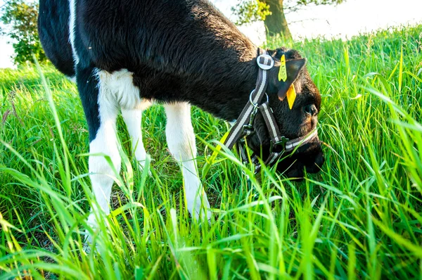 Veaux dans la course de prairie hf — Photo