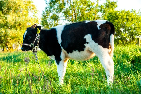 Veaux dans la course de prairie hf — Photo