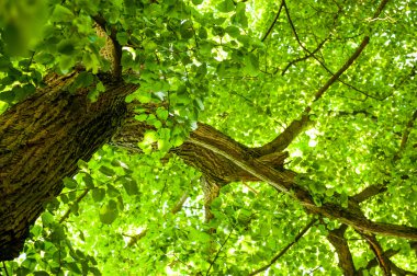 İlkbaharda genç ağaç