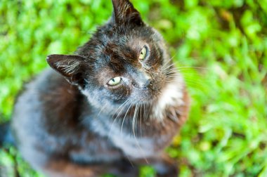 Evcil kedi çimlerin üzerinde oturuyor.