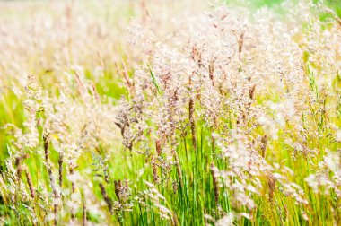 çiçekli çayır çimen