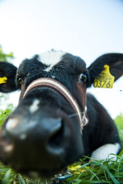 çayır yarışa buzağı