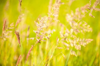 çiçekli çayır çimen