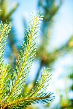 İlkbaharda genç ağaç