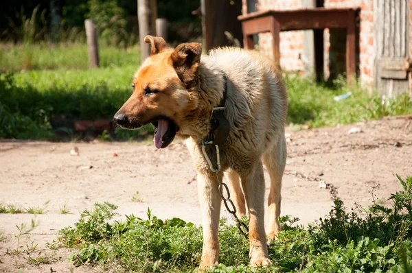 Latido cão em uma coleira — Fotografia de Stock