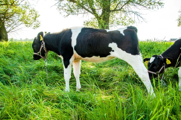 Cielęta w wyścigu łąka — Zdjęcie stockowe