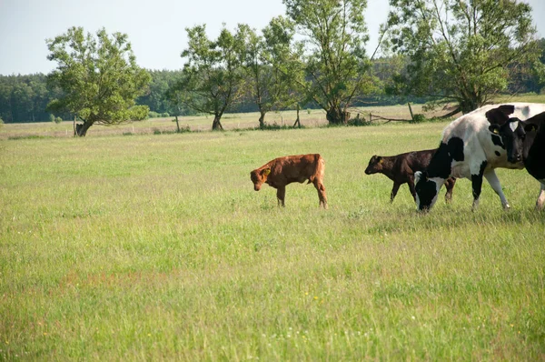 犊牛在草地比赛中 — 图库照片