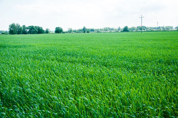 Mais wächst im Frühjahr auf einem Feld — Stockfoto