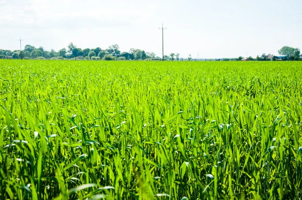 Maíz que crece en un campo en primavera — Foto de Stock