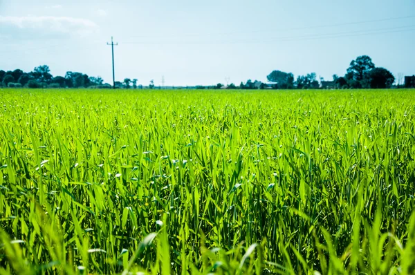 Milho crescendo em um campo na primavera — Fotografia de Stock