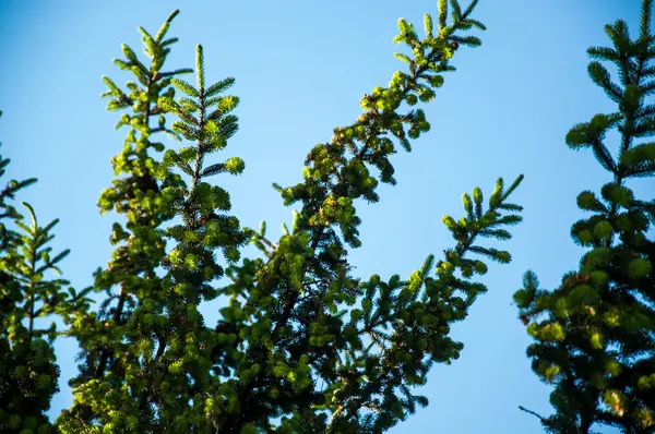 Young tree in spring — Stock Photo, Image