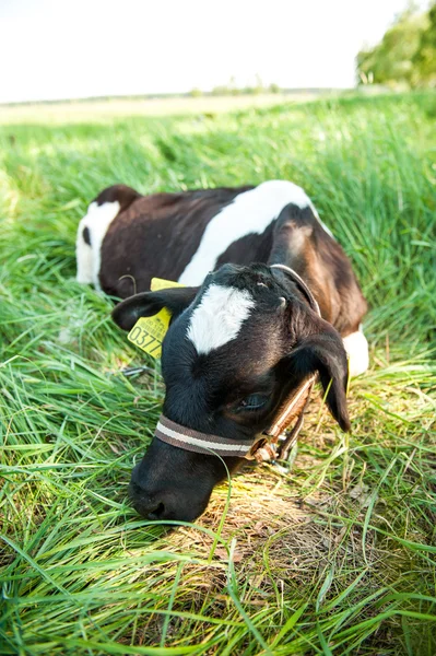 Calves in the meadow race — Stock Photo, Image