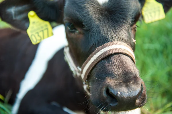 Veaux dans la course de prairie — Photo