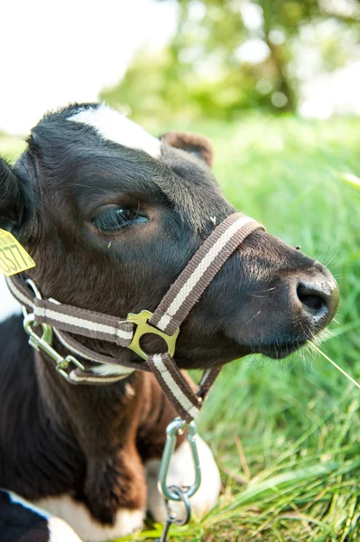 Calves in the meadow race — Stock Photo, Image