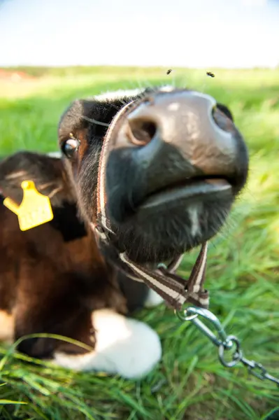 Calves in the meadow race — Stock Photo, Image