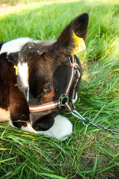 Calves in the meadow race — Stock Photo, Image