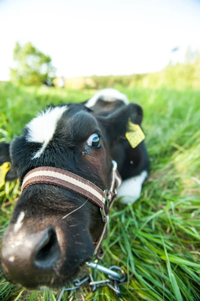 Calves in the meadow race — Stock Photo, Image