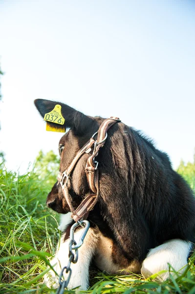 Calves in the meadow race — Stock Photo, Image