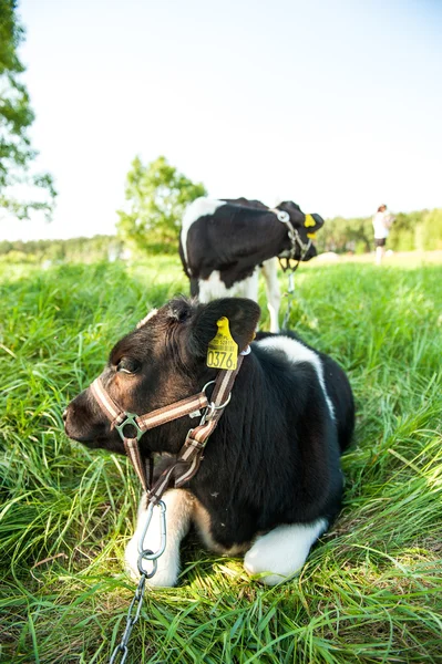 Veaux dans la course de prairie — Photo