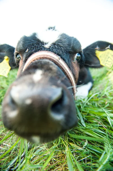 Calves in the meadow race — Stock Photo, Image