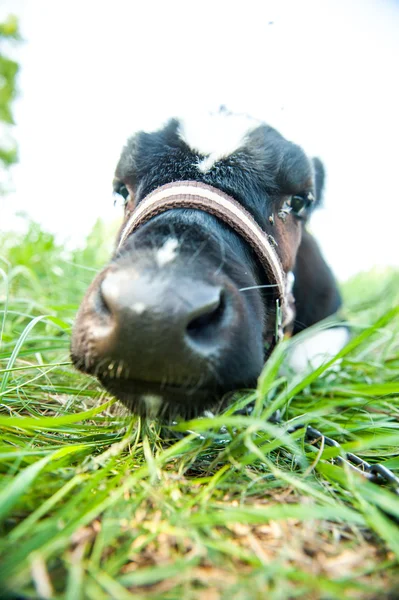 Calves in the meadow race — Stock Photo, Image