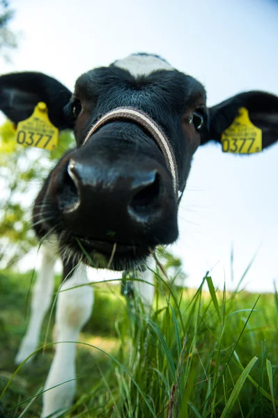 Calves in the meadow race — Stock Photo, Image