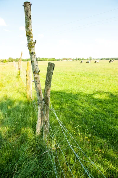 Electric fence on the meadow — Stock Photo, Image